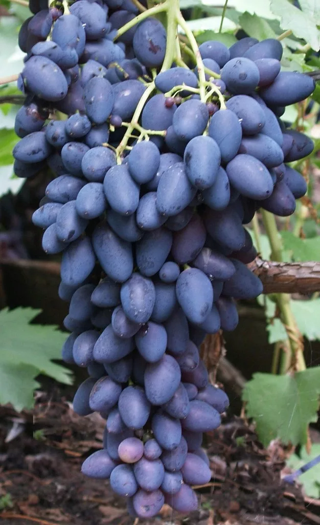kamenik-3202609200306052895227