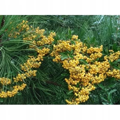 kamenik-3202609200346542901504