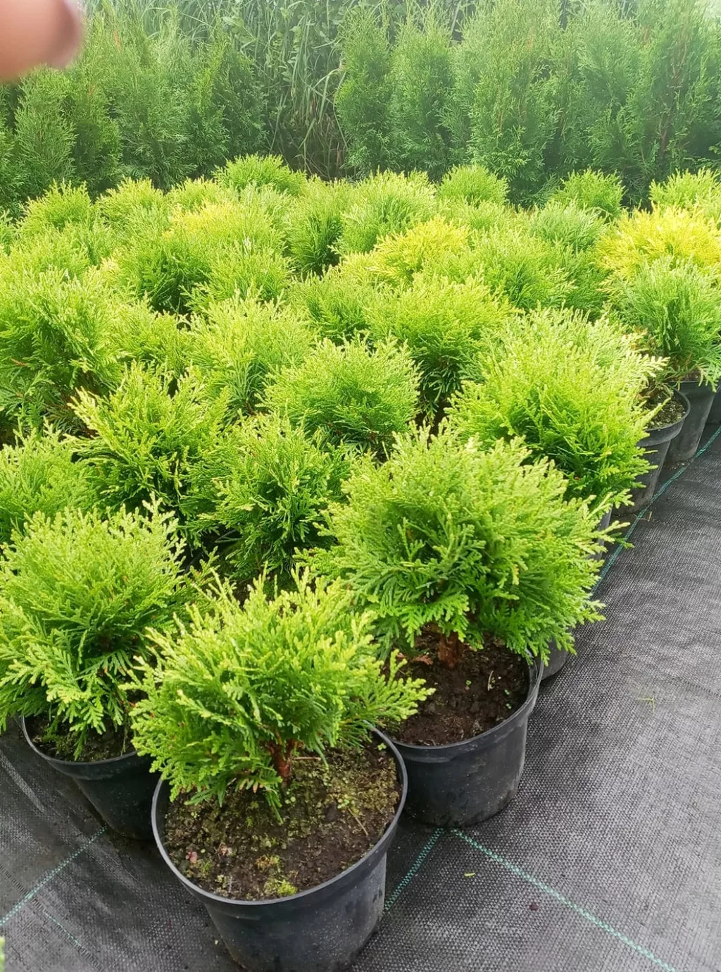 kamenik-3202609200348102901699