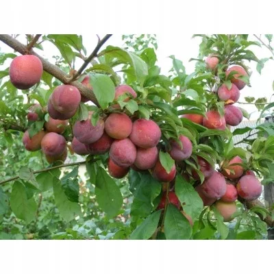 kamenik-3202609200432582907483