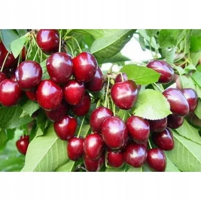 kamenik-3202609200433262907537