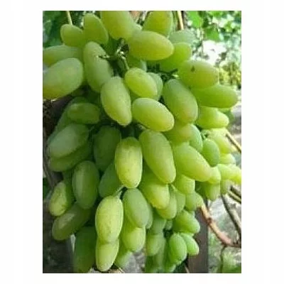kamenik-3202609200459532910731