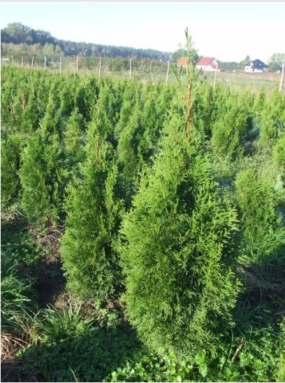 kamenik-4202609170147312277264